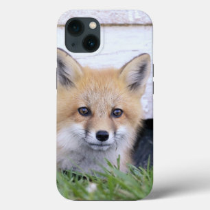 Cutest Baby Animals   Red Fox Kit Peeking iPhone 13 Case