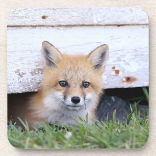 Cutest Baby Animals Red Fox Kit Peeking Coaster