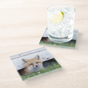 Cutest Baby Animals   Red Fox Kit Peeking Glass Coaster