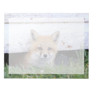 Cutest Baby Animals   Red Fox Kit Peeking Notepad
