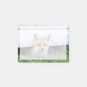 Cutest Baby Animals   Red Fox Kit Peeking Post-it Notes