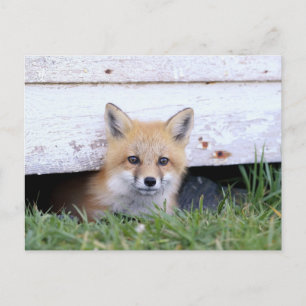 Cutest Baby Animals Red Fox Kit Peeking Postcard