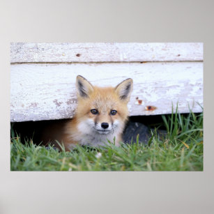 Cutest Baby Animals   Red Fox Kit Peeking Poster
