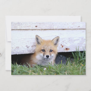 Cutest Baby Animals   Red Fox Kit Peeking Thank You Card
