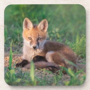 Cutest Baby Animals Red Fox Kit Relaxing Coaster