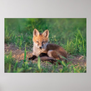 Cutest Baby Animals Red Fox Kit Relaxing Poster
