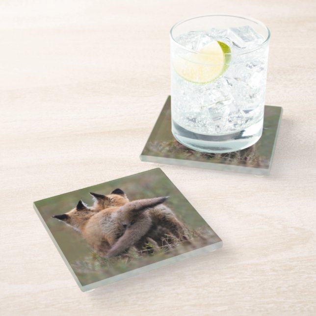 Cutest Baby Animals | Red Fox Kits Locking Tails Glass Coaster (Angled)