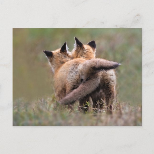 Cutest Baby Animals | Red Fox Kits Locking Tails Postcard (Front)