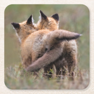 Cutest Baby Animals Red Fox Kits Locking Tails Square Paper Coaster
