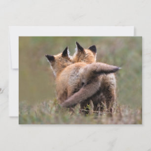 Cutest Baby Animals   Red Fox Kits Locking Tails Thank You Card