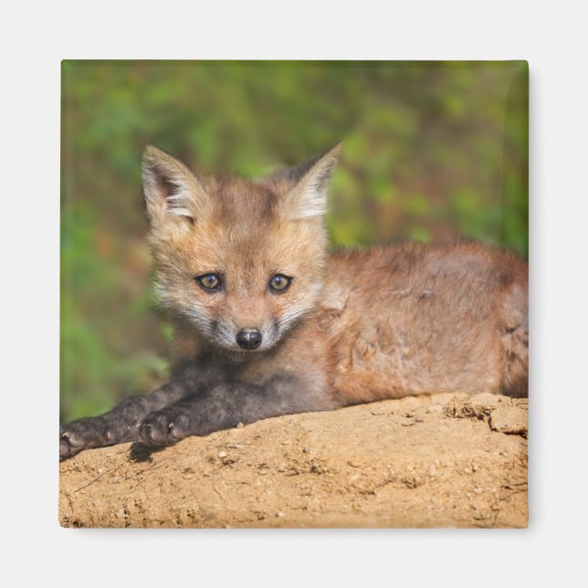 Cutest Baby Animals | Red Fox Pup Magnet (Front)