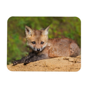 Cutest Baby Animals   Red Fox Pup Magnet
