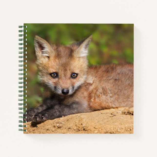 Cutest Baby Animals | Red Fox Pup Notebook (Front)
