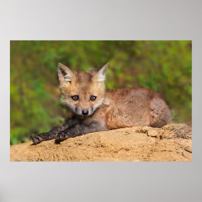 Cutest Baby Animals | Red Fox Pup Poster (Front)