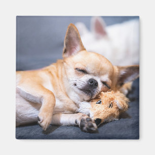 Cutest Baby Animals Red-haired Chihuahua Dog Magnet