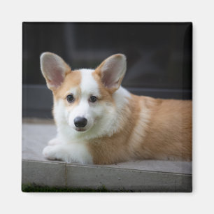 Cutest Baby Animals   Relaxing Corgi Puppy Magnet