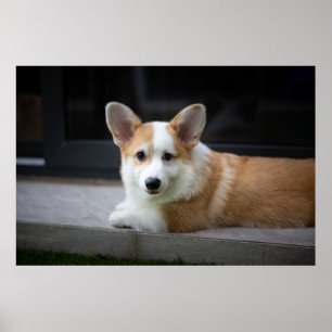 Cutest Baby Animals Relaxing Corgi Puppy Poster