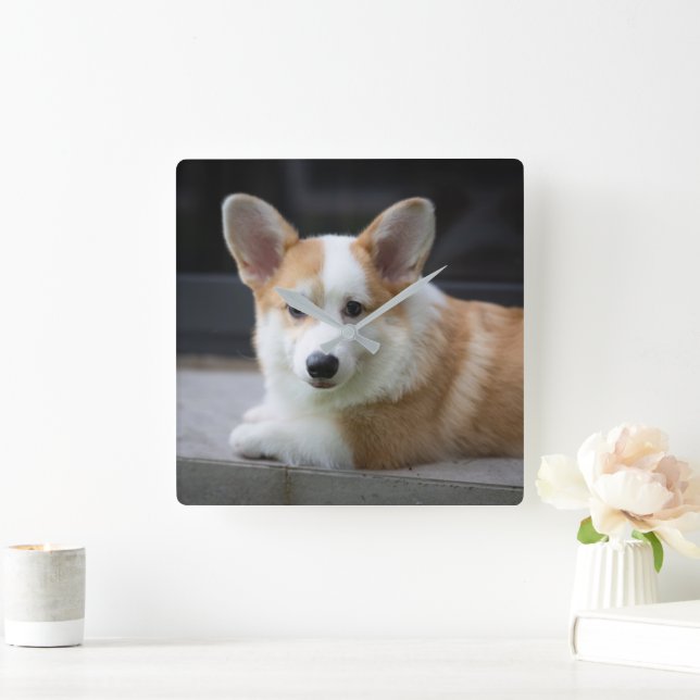 Cutest Baby Animals | Relaxing Corgi Puppy Square Wall Clock (Home)