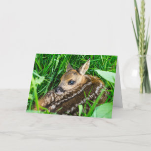 Cutest Baby Animals   Roe Deer Baby Card