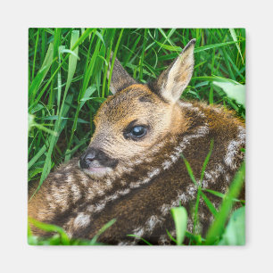 Cutest Baby Animals Roe Deer Baby Magnet