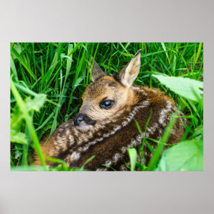 Cutest Baby Animals Roe Deer Baby Poster