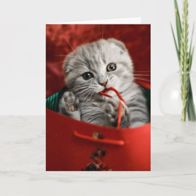 Cutest Baby Animals | Scottish Fold Kitten Card (Front)