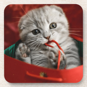 Cutest Baby Animals Scottish Fold Kitten Coaster