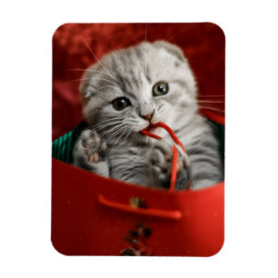 Cutest Baby Animals   Scottish Fold Kitten Magnet