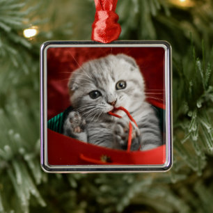 Cutest Baby Animals   Scottish Fold Kitten Metal Ornament