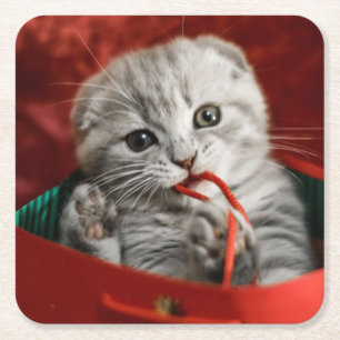 Cutest Baby Animals Scottish Fold Kitten Square Paper Coaster