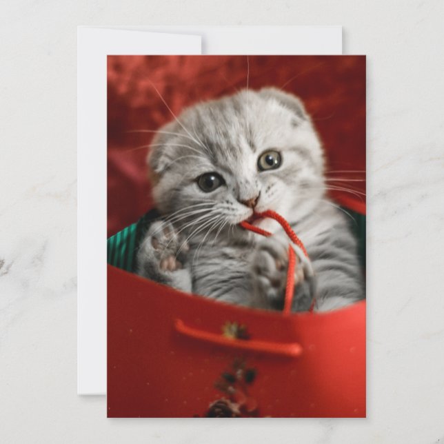 Cutest Baby Animals | Scottish Fold Kitten Thank You Card (Front)