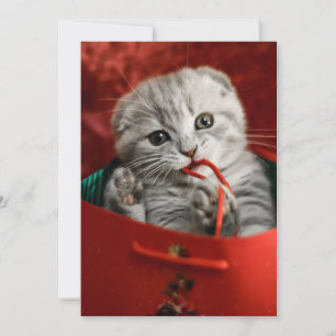 Cutest Baby Animals Scottish Fold Kitten Thank You Card