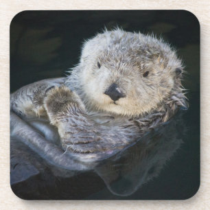 Cutest Baby Animals Sea Otter Floating Coaster