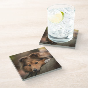 Cutest Baby Animals Shetland Sheepdog Puppy Glass Coaster