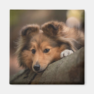 Cutest Baby Animals   Shetland Sheepdog Puppy Magnet