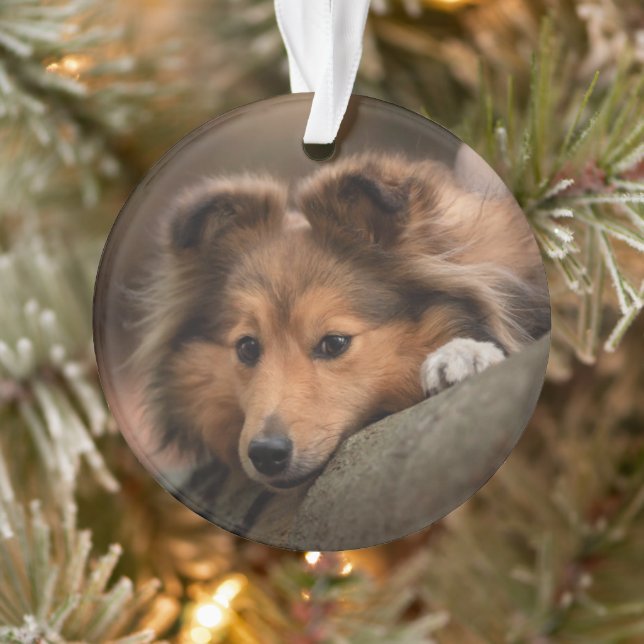 Cutest Baby Animals | Shetland Sheepdog Puppy Ornament (Tree)