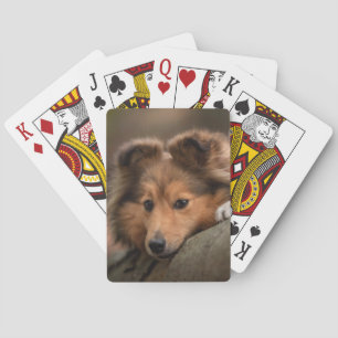 Cutest Baby Animals   Shetland Sheepdog Puppy Playing Cards