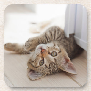 Cutest Baby Animals Shorthair Tabby Kitten Coaster