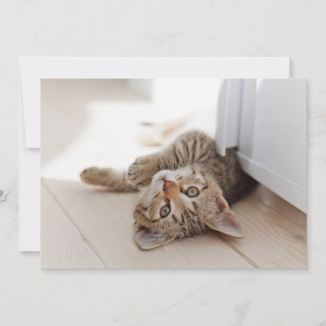 Cutest Baby Animals | Shorthair Tabby Kitten Thank You Card (Front)