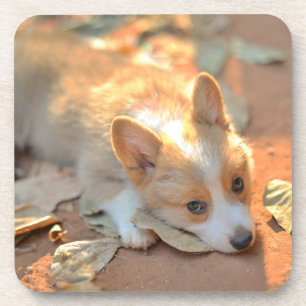 Cutest Baby Animals Shy Corgi Coaster