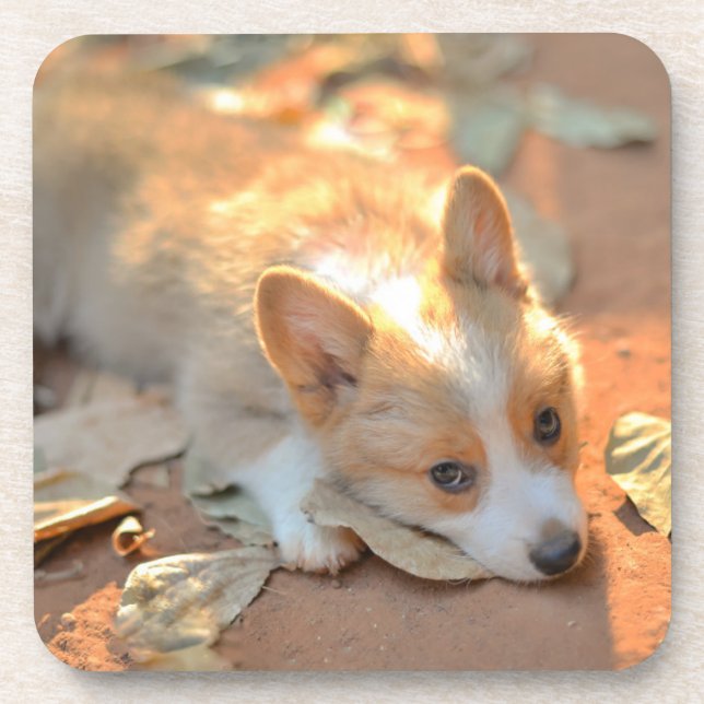 Cutest Baby Animals | Shy Corgi Coaster (Front)