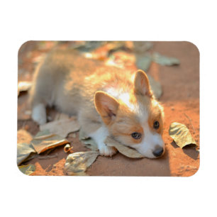 Cutest Baby Animals Shy Corgi Magnet