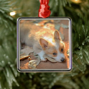 Cutest Baby Animals   Shy Corgi Metal Ornament