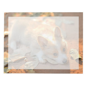 Cutest Baby Animals   Shy Corgi Notepad