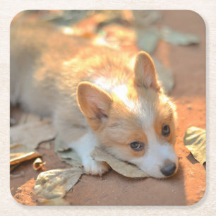 Cutest Baby Animals Shy Corgi Square Paper Coaster
