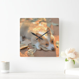 Cutest Baby Animals   Shy Corgi Square Wall Clock