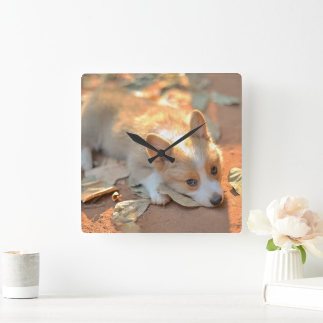 Cutest Baby Animals | Shy Corgi Square Wall Clock (Home)