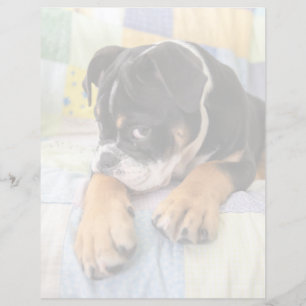 Cutest Baby Animals Shy Old English Bulldog