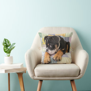 Cutest Baby Animals   Shy Old English Bulldog Cushion