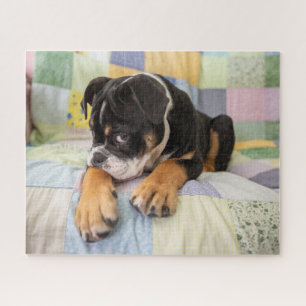 Cutest Baby Animals   Shy Old English Bulldog Jigsaw Puzzle